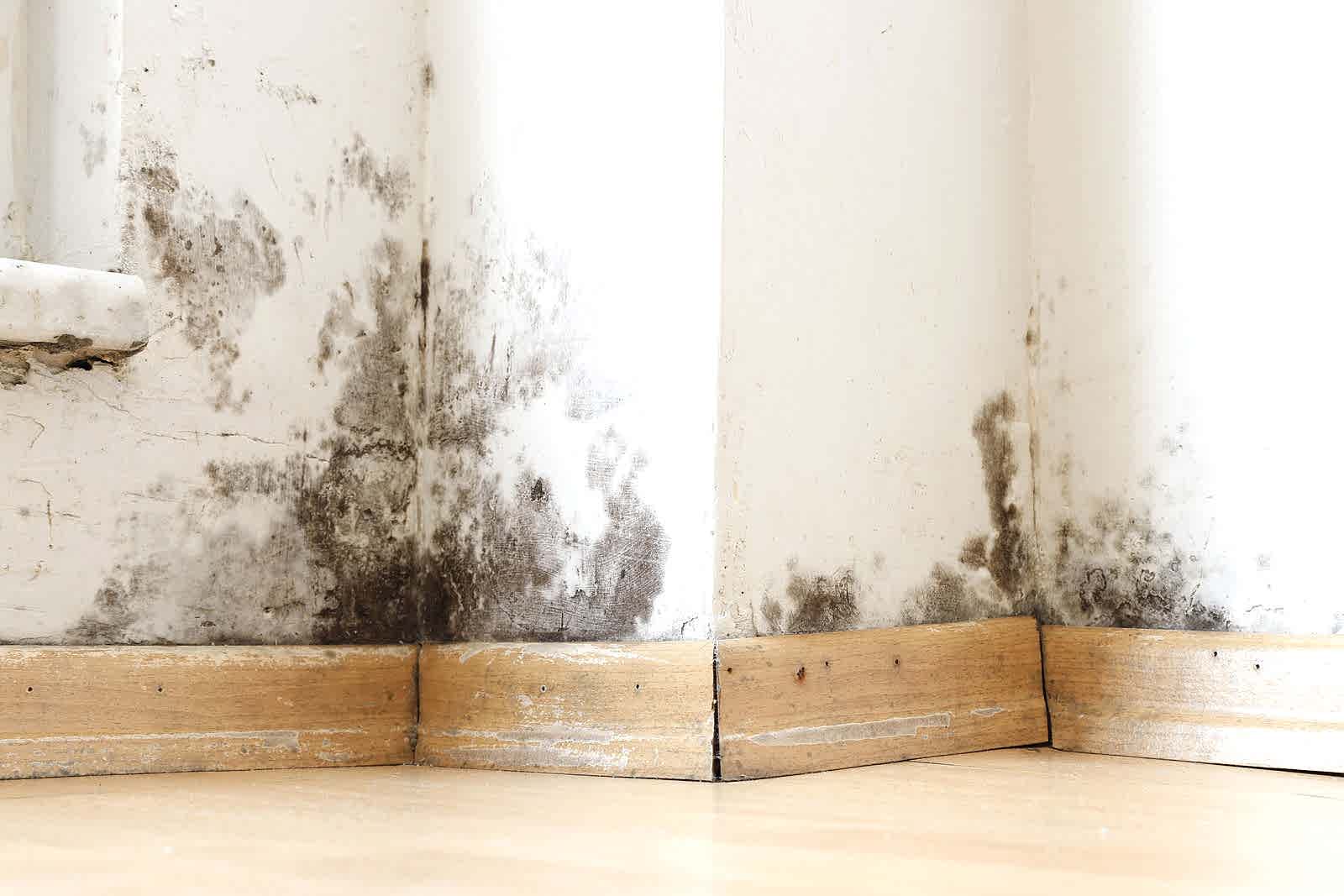 Mold Removal Image